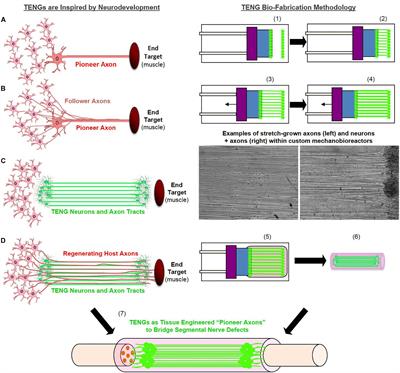 Tissue Engineered Axon Tracts Serve as Living Scaffolds to Accelerate Axonal Regeneration and Functional Recovery Following Peripheral Nerve Injury in Rats